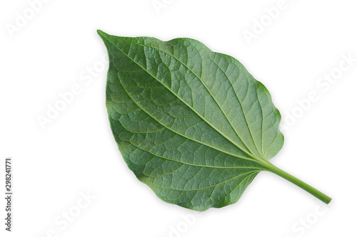 Green leaves isolated on  white background  Details of Chaplo leaves