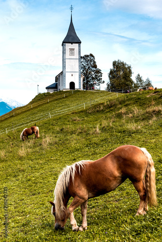 Obraz na plátně Horse Grazing at Picturesque  Church Of St Primoz
