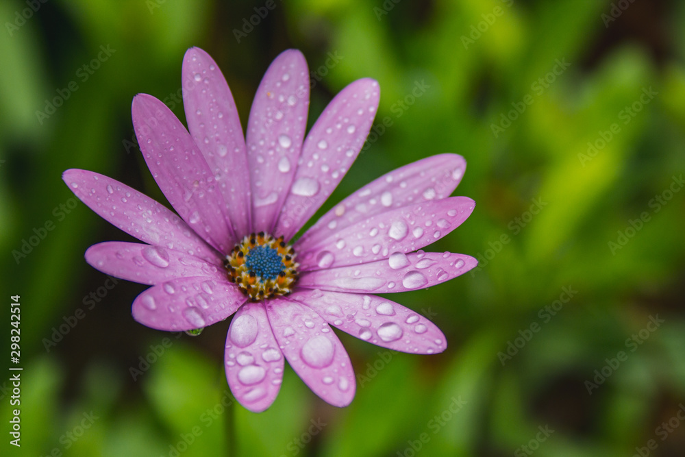 beautiful light pink african daisy flower with water drops on blossom