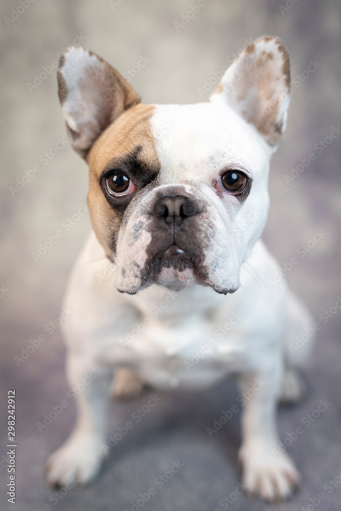 French Bulldog French Bulldog