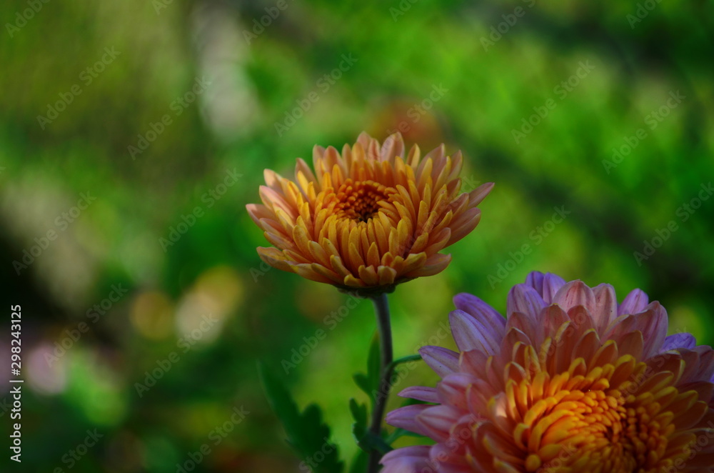 Close-up of chrysantemum flowers. Macro photography of nature. Close-up of chrysantemum flowers. Macro photography of nature.