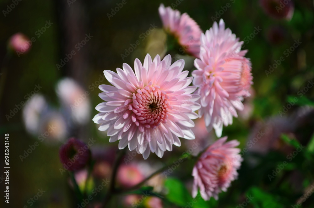 Obraz premium Close-up of chrysantemum flowers. Macro photography of nature.