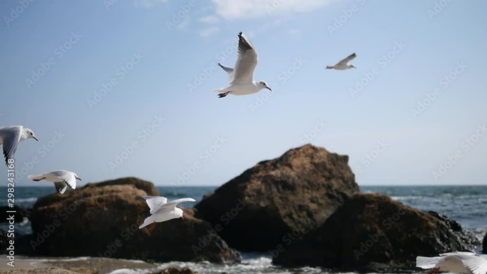 Seagulls on the beach against the blue sky and rocks Seagulls on the beach against the blue sky and rocks