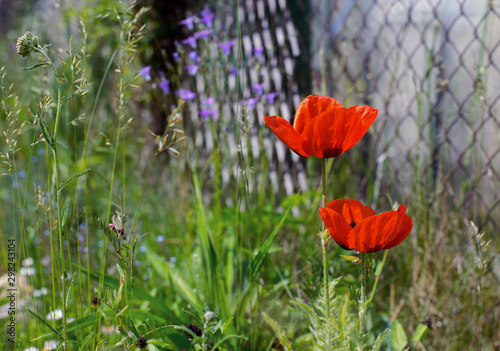 red poppy in the grass