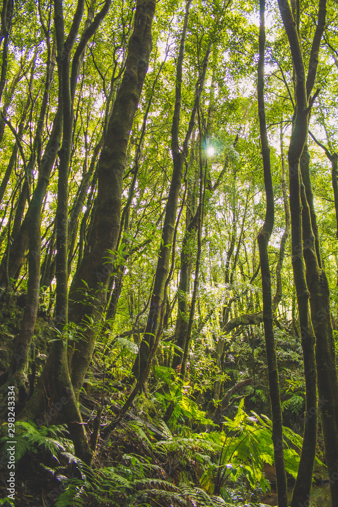 Tropical rainforest on the island of Sao Miguel, Azores, Portugal Tropical rainforest on the island of Sao Miguel, Azores, Portugal