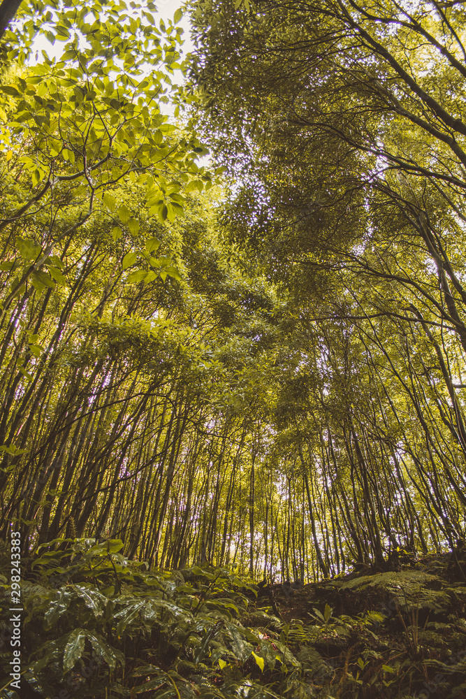 Tropical rainforest on the island of Sao Miguel, Azores, Portugal Tropical rainforest on the island of Sao Miguel, Azores, Portugal