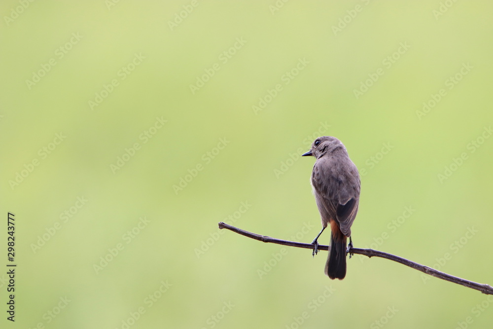 Fototapeta premium bird on a branch