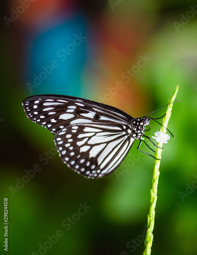 Black and White butterfly macro