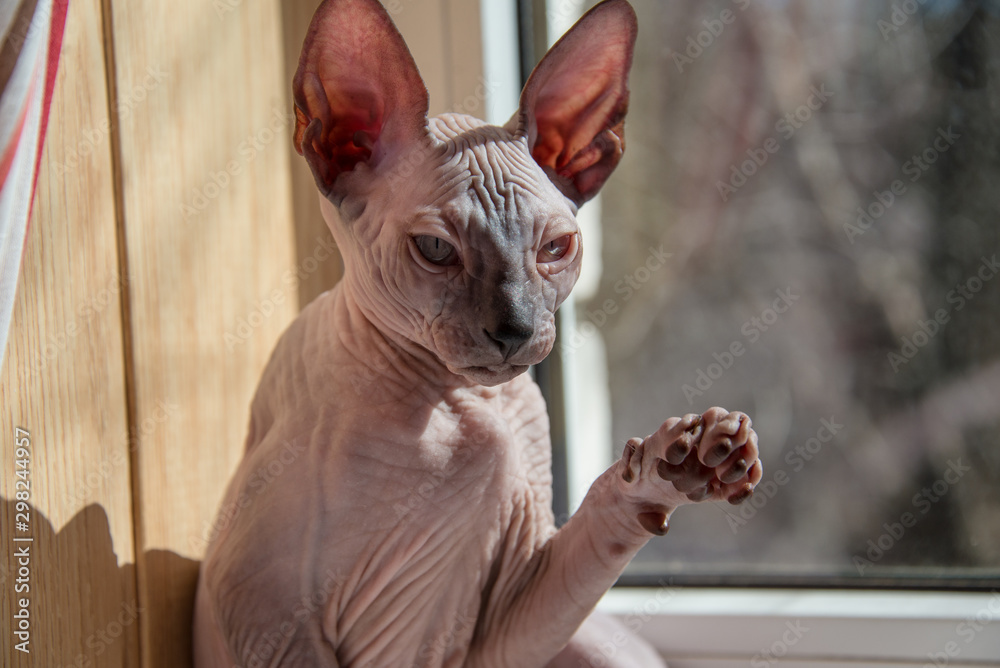 Small Sphinx cat sitting by the window in the spring sunshine