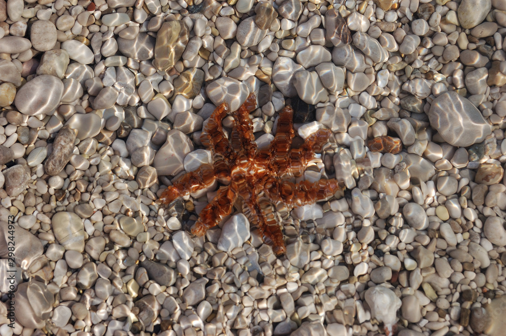 A starfish in the clear waters of Ölüdeniz in Turkey A starfish in the clear waters of Ölüdeniz in Turkey