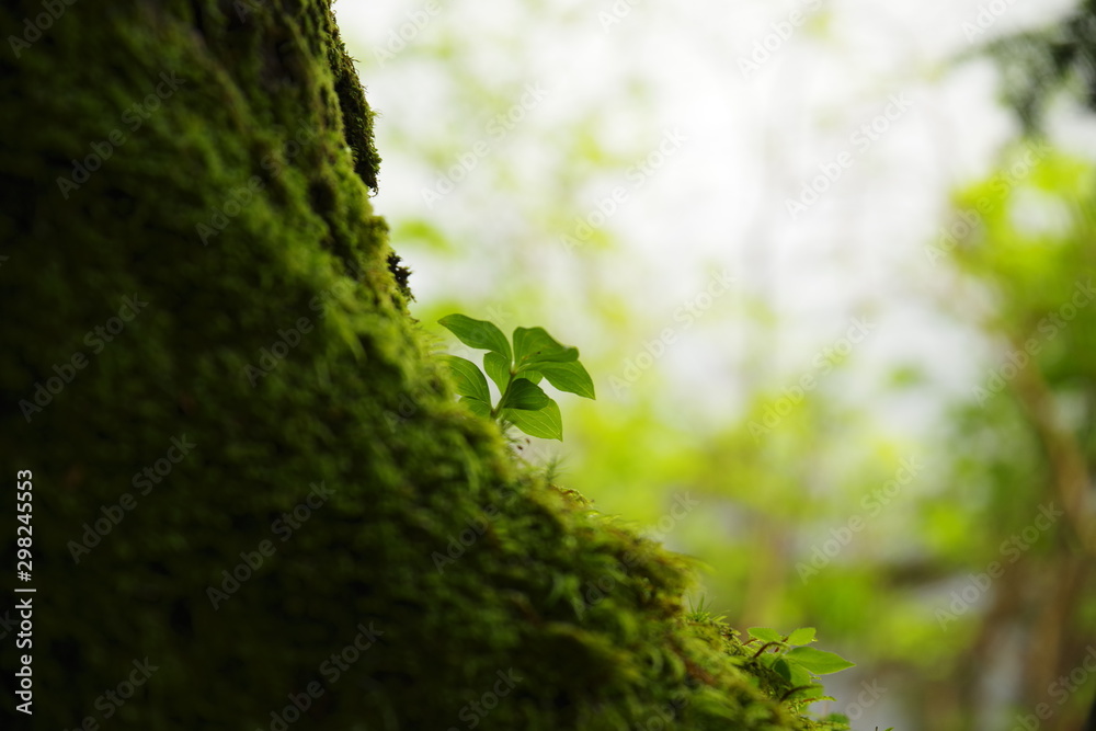 Fototapeta premium 苔の森