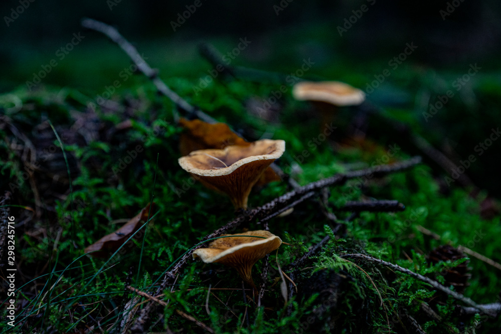 Fototapeta premium Mushrooms in the forest