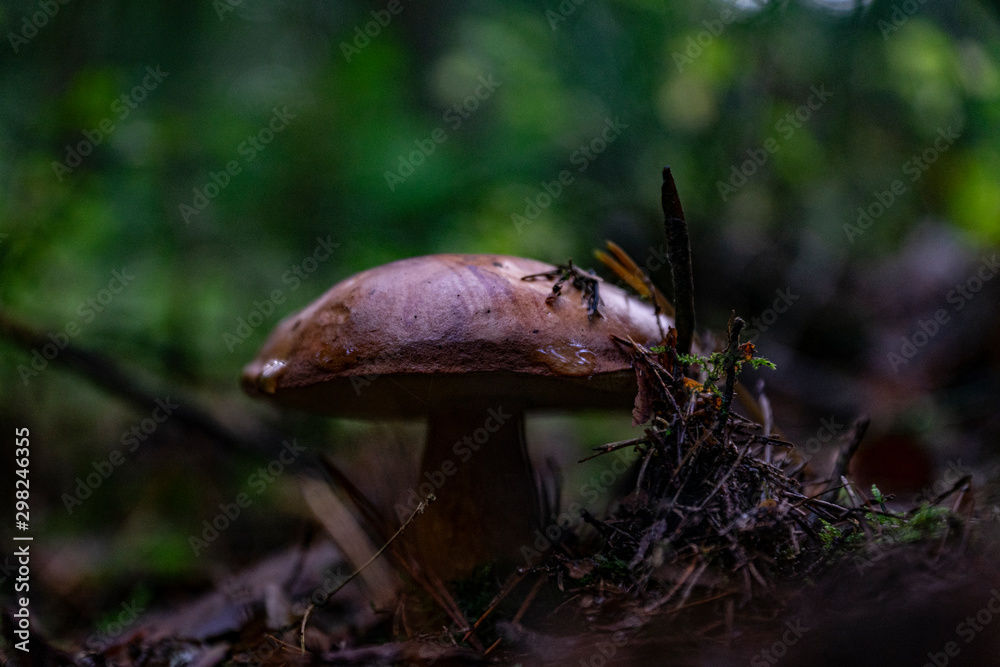 Fototapeta premium Mushrooms in the forest