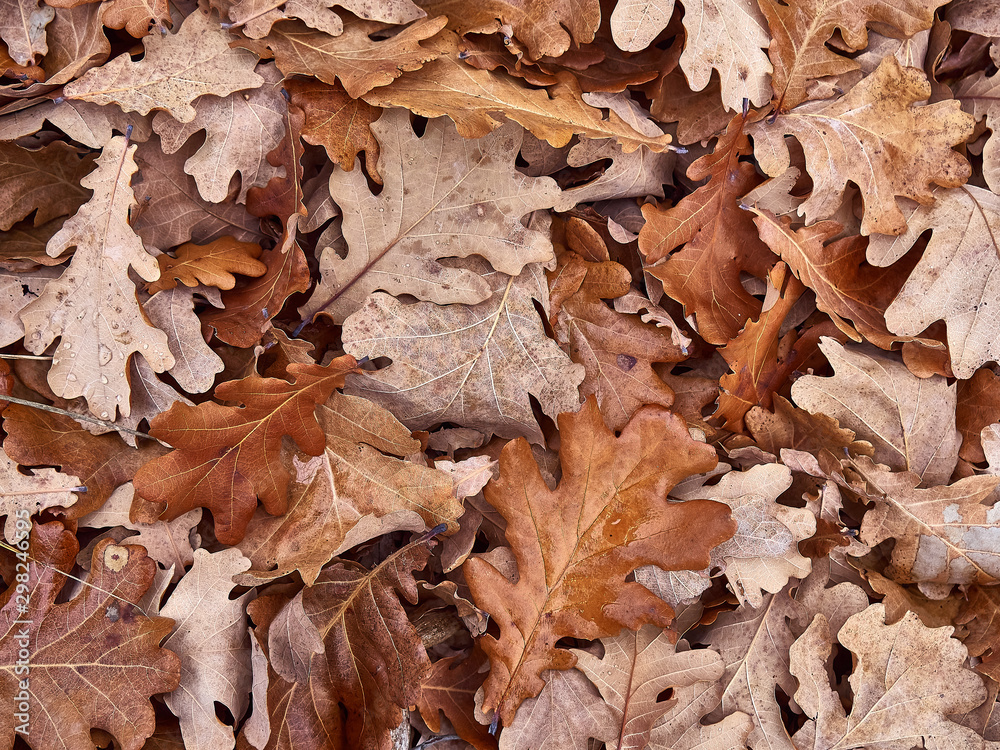 Dry autumn leaves background.