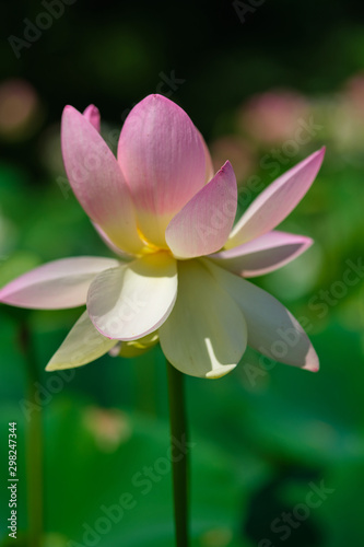 Indian lotus vertical shot with an out of focus blurred background