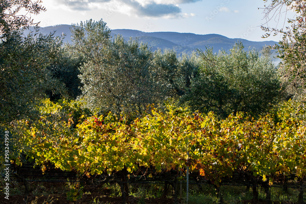 Vineyard and olive  wood landscape. Rolling hills of Tuscan vineyards in the Chianti wine region. beautiful natural landscape in Italy. Harvest season