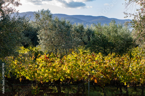 Fototapeta Naklejka Na Ścianę i Meble -  Vineyard and olive  wood landscape. Rolling hills of Tuscan vineyards in the Chianti wine region. beautiful natural landscape in Italy. Harvest season