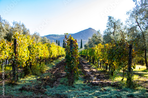 Vineyard and olive wood landscape. Rolling hills of Tuscan vineyards in the Chianti wine region. beautiful natural landscape in Italy. Harvest season