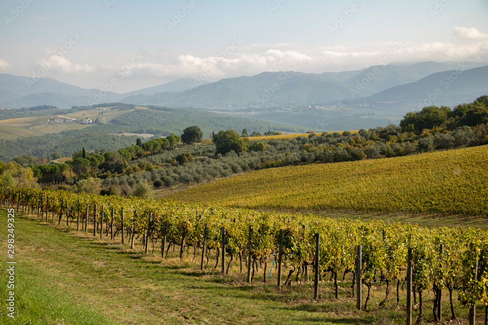 Fototapeta premium Vineyard and olive wood landscape. Rolling hills of Tuscan vineyards in the Chianti wine region. beautiful natural landscape in Italy. Harvest season