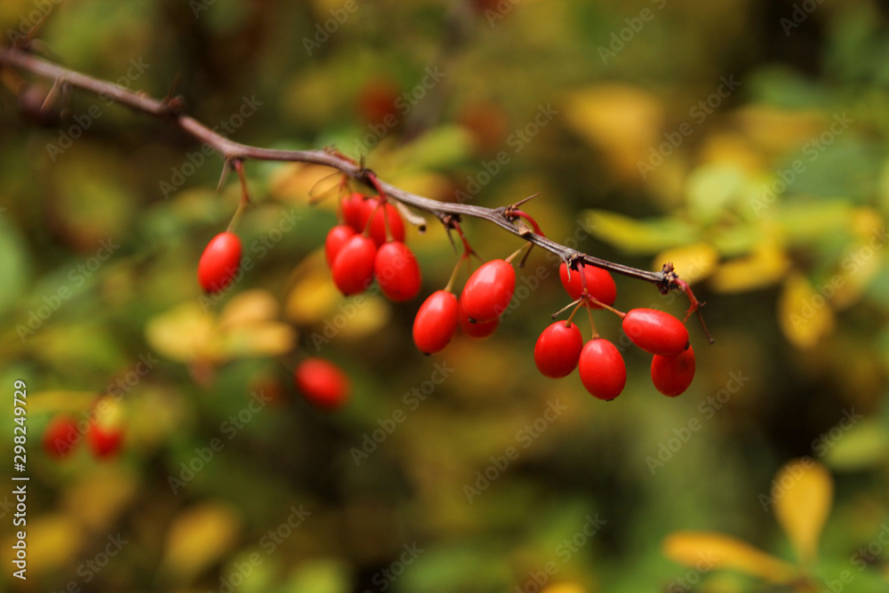 branches of barberry with red berries on a beautiful autumn background of fall foliage, environmental concept, close-up, copy space