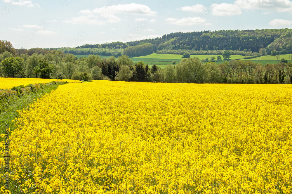 Yellow rapeseed fields