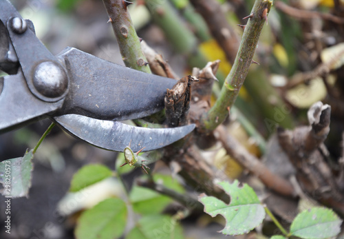 Prune out dead, damaged or crossing stems from shrub roses in autumn. photo