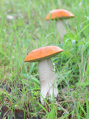 Leccinum aurantiacum, known as orange bolete or red-capped scaber stalk, wild edible mushroom from Finland