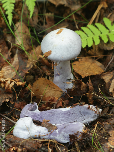 Cortinarius camphoratus, known as the goatcheese webcap, wild mushroom from Finland photo