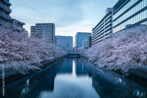 東京門前仲町　大横川沿いの桜並木の景色
