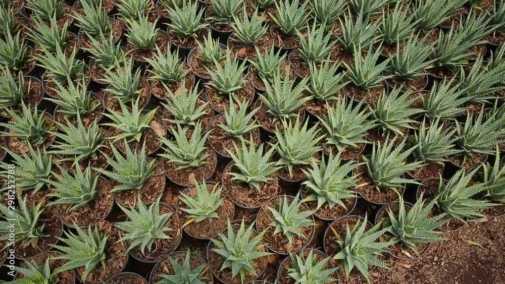 panning over a field of cactus in pots panning over a field of cactus in pots