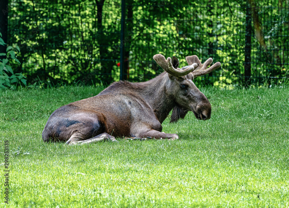 European Moose, Alces alces, also known as the elk European Moose, Alces alces, also known as the elk