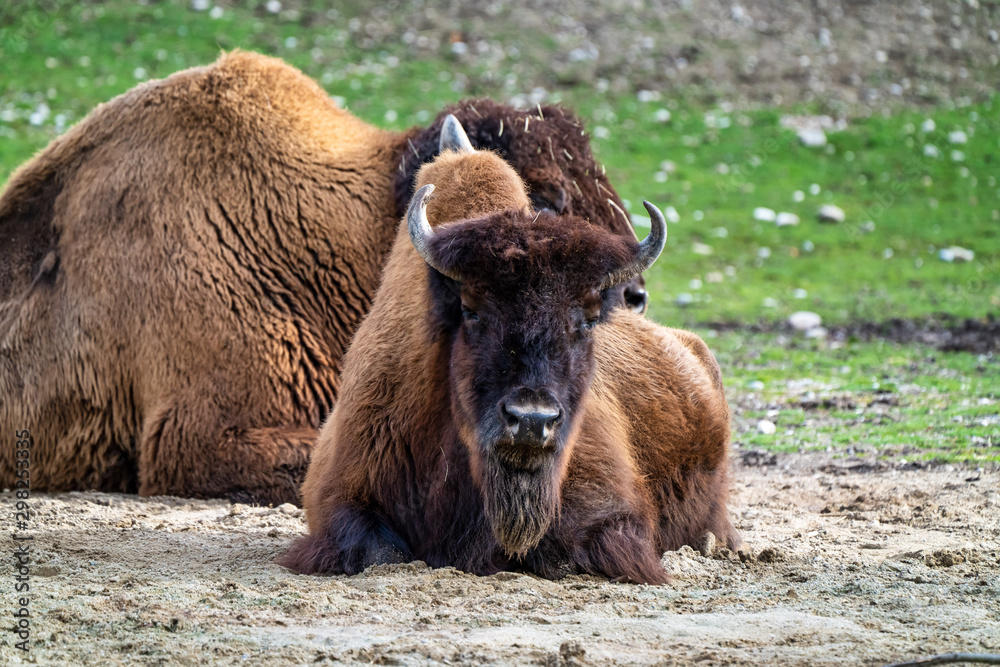 American buffalo known as bison, Bos bison in the zoo American buffalo known as bison, Bos bison in the zoo