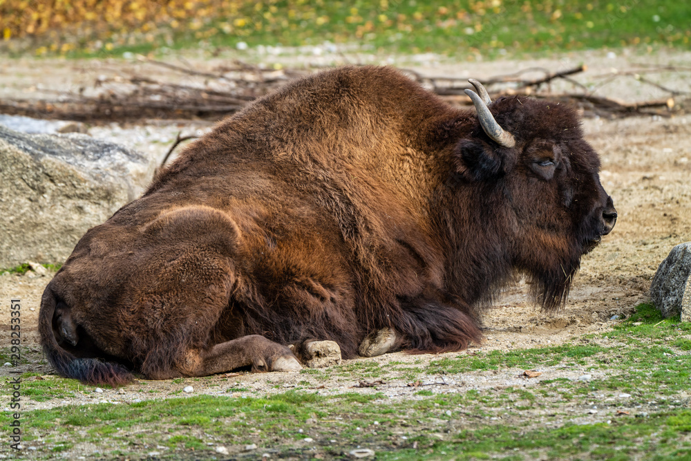 American buffalo known as bison, Bos bison in the zoo American buffalo known as bison, Bos bison in the zoo