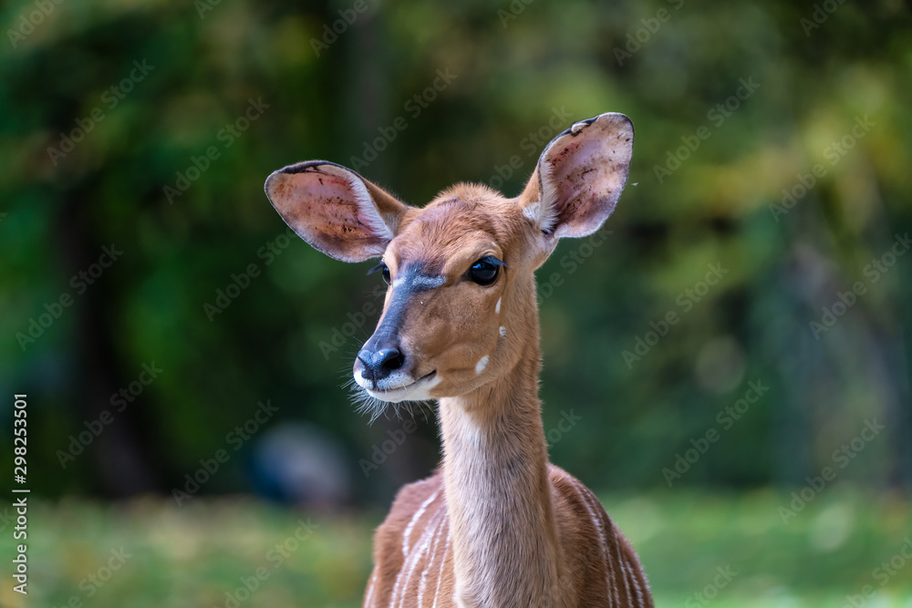 Fototapeta premium Nyala Antelope - Tragelaphus angasii. Wild life animal.