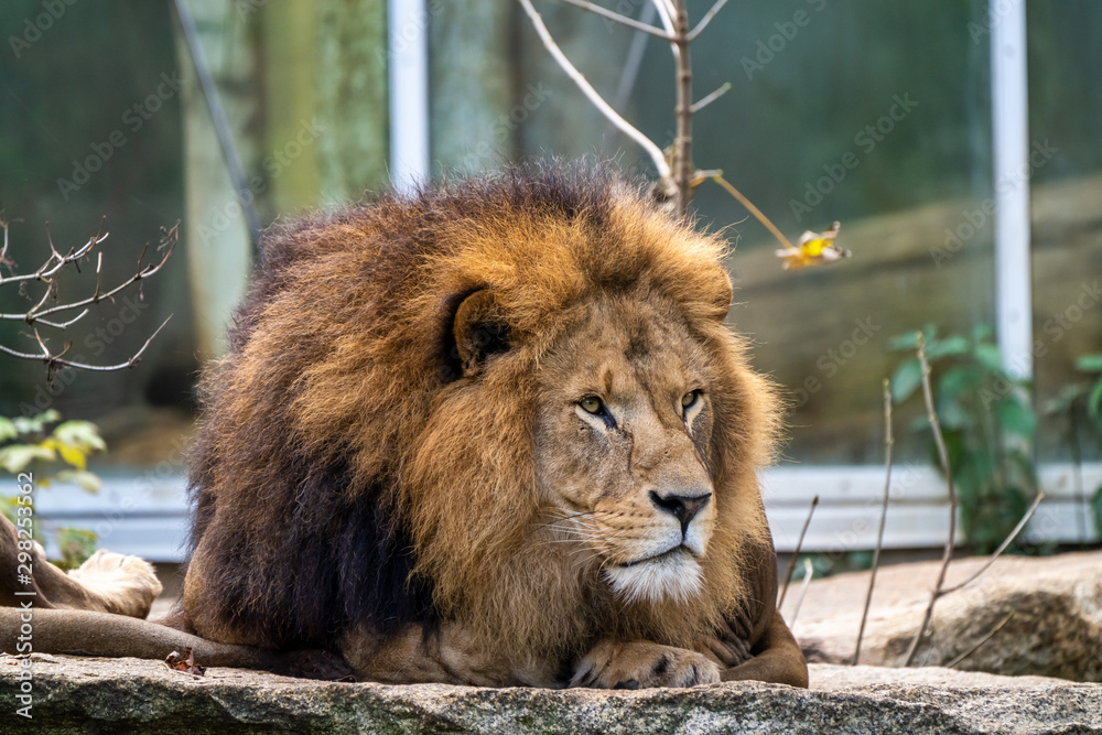 Obraz premium The lion, Panthera leo is one of the four big cats in the genus Panthera