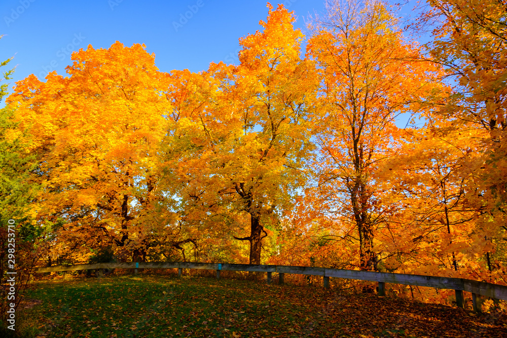Maple tree in autumn, Beautiful Colorful Autumn Leaves  ,USA