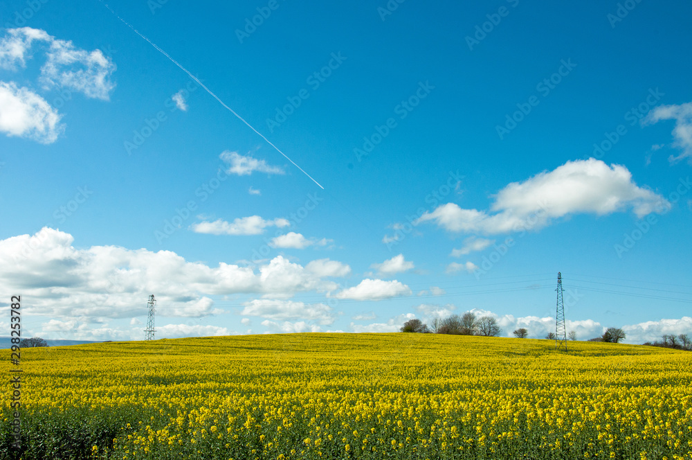 Yellow rapeseed fields in the English countryside
