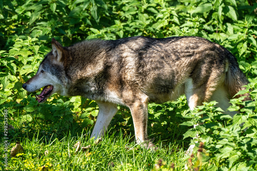 European Grey Wolf, Canis lupus in the zoo European Grey Wolf, Canis lupus in the zoo