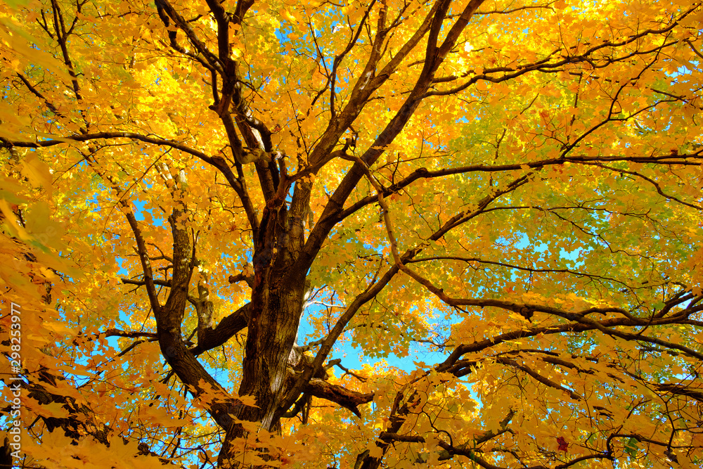 Maple tree in autumn, Beautiful Colorful Autumn Leaves ,USA Maple tree in autumn, Beautiful Colorful Autumn Leaves ,USA