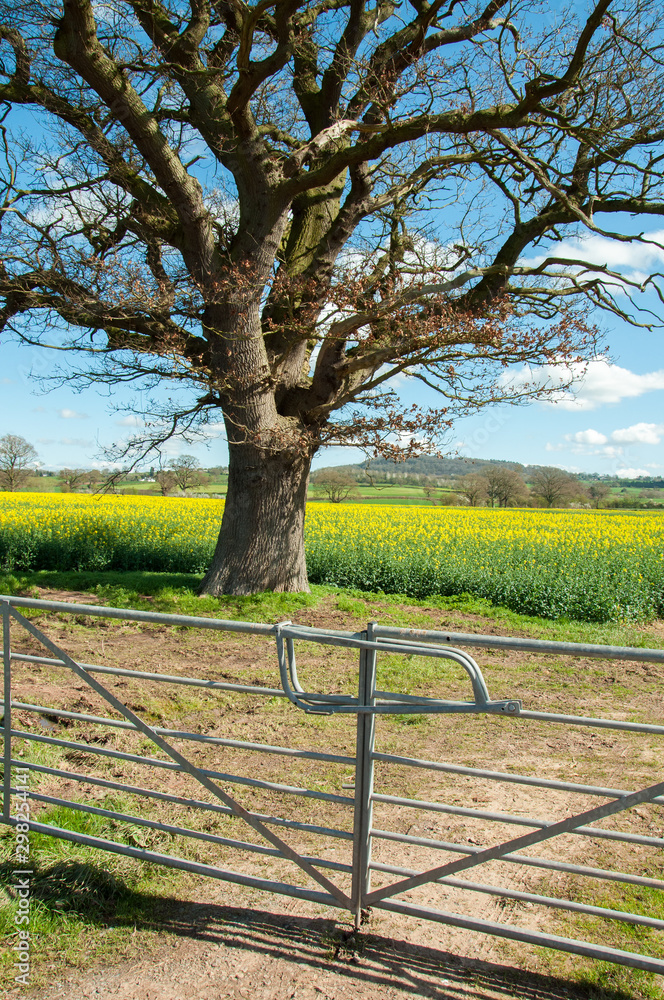 gateway into a summer field of canola gateway into a summer field of canola