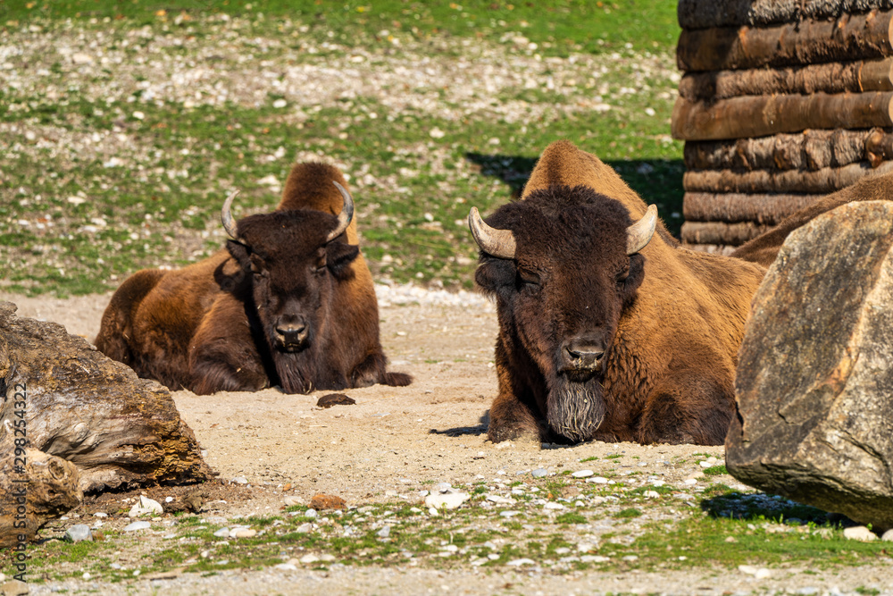 Fototapeta premium American buffalo known as bison, Bos bison in the zoo