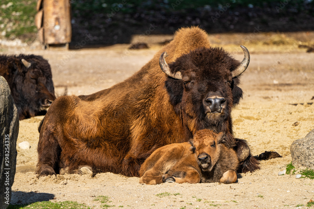 American buffalo known as bison, Bos bison in the zoo American buffalo known as bison, Bos bison in the zoo