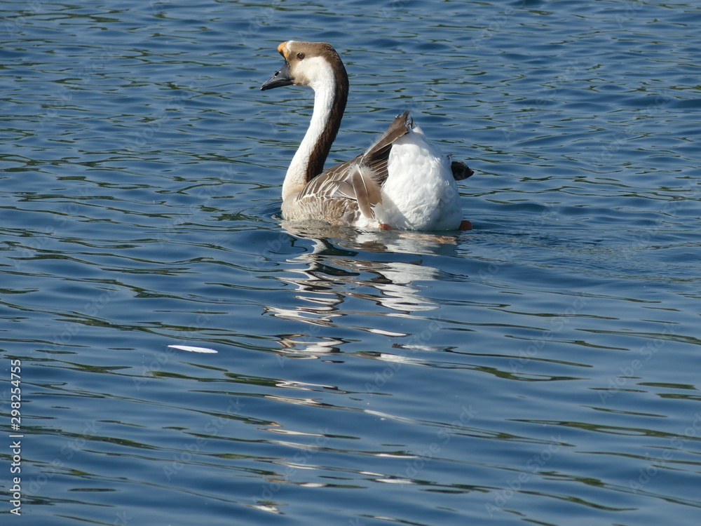 gabon goose on the lake gabon goose on the lake