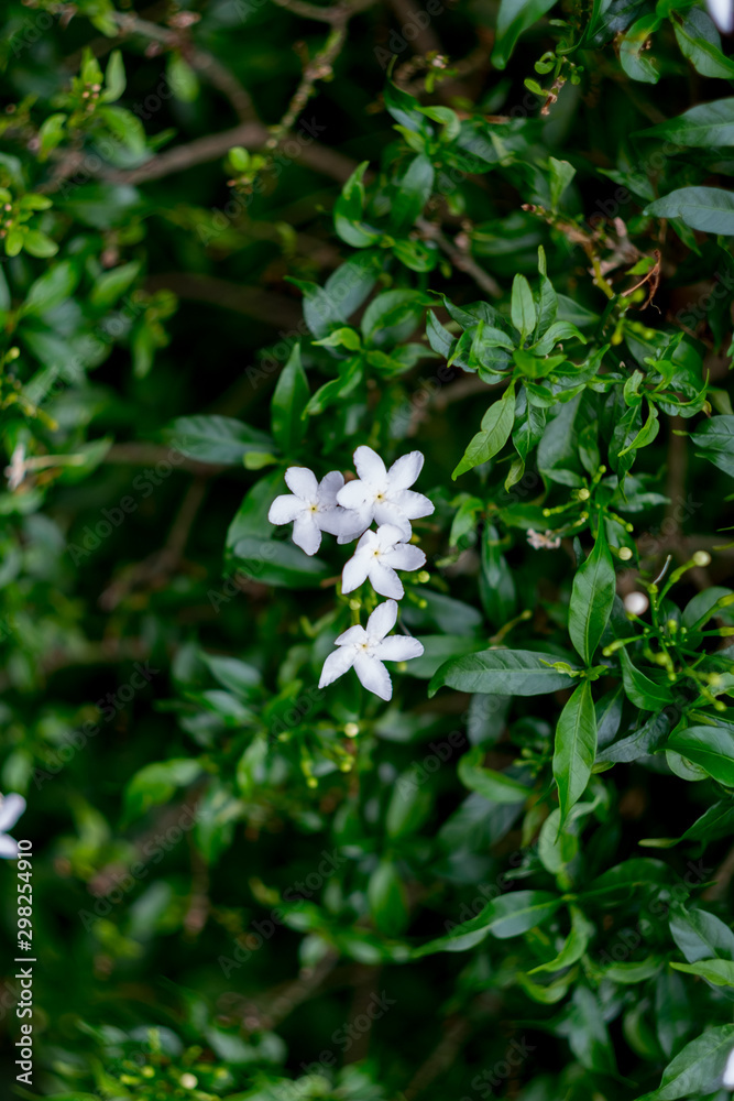 small white flower in green leaf background. small white flower in green leaf background.