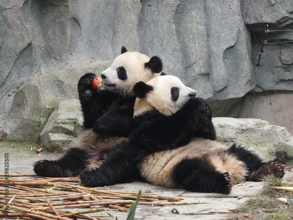 Fototapeta premium giant panda eating