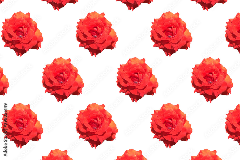 many rose flower on white background for wall paper and other. many rose flower on white background for wall paper and other.