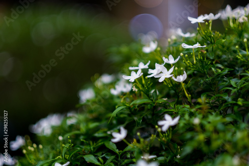 small white flower in green leaf background.