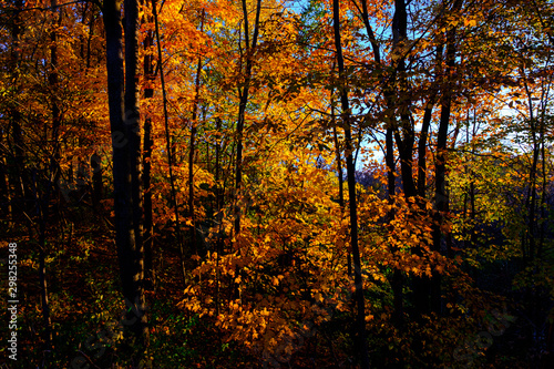Maple tree in autumn  Beautiful Colorful Autumn Leaves   USA