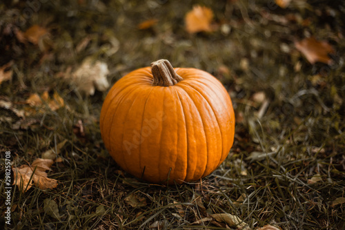 orange pumpkin on autumn grass © Irina