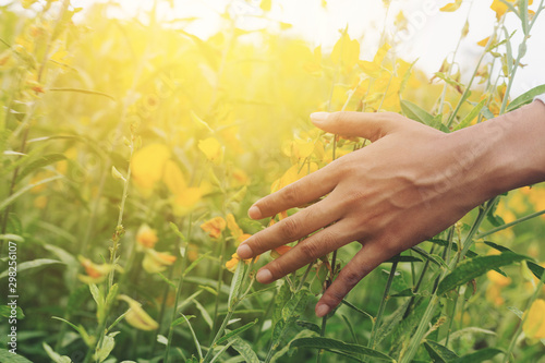 Hand human woman through yellow flower field background and  nature  bloom blossom field on sunrise